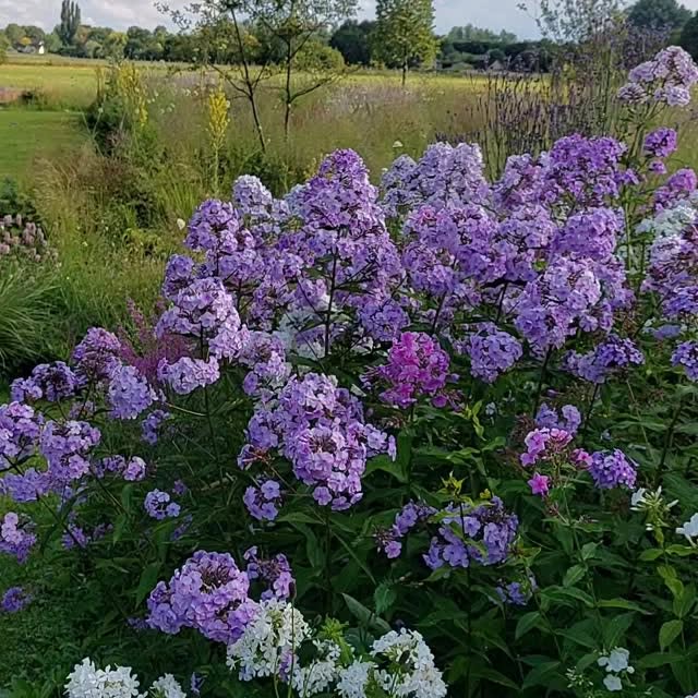 Post by jelle_grintjes