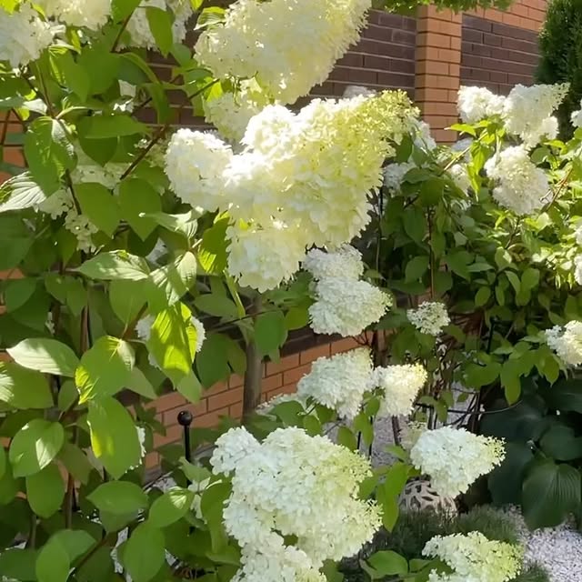 Post by garden_desiign