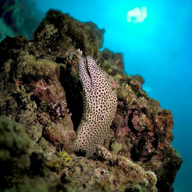 Post by yudai.hoshino.ishigakijima