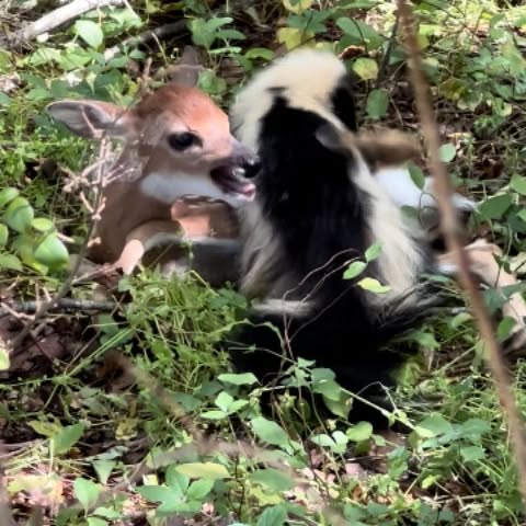 Post by natureismetal