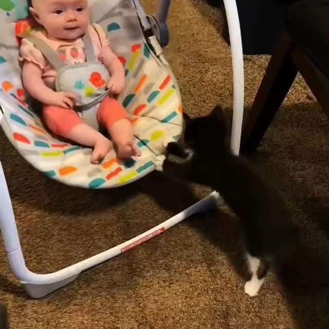 Post by zueirapetsoficial