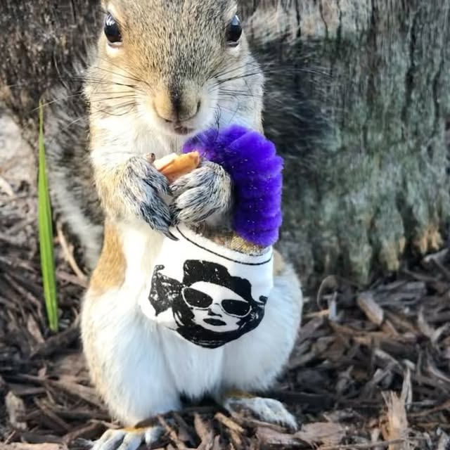 Post by ardilla.maravilla