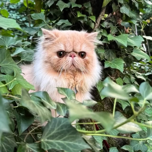 Post by luce.the.persian.cat