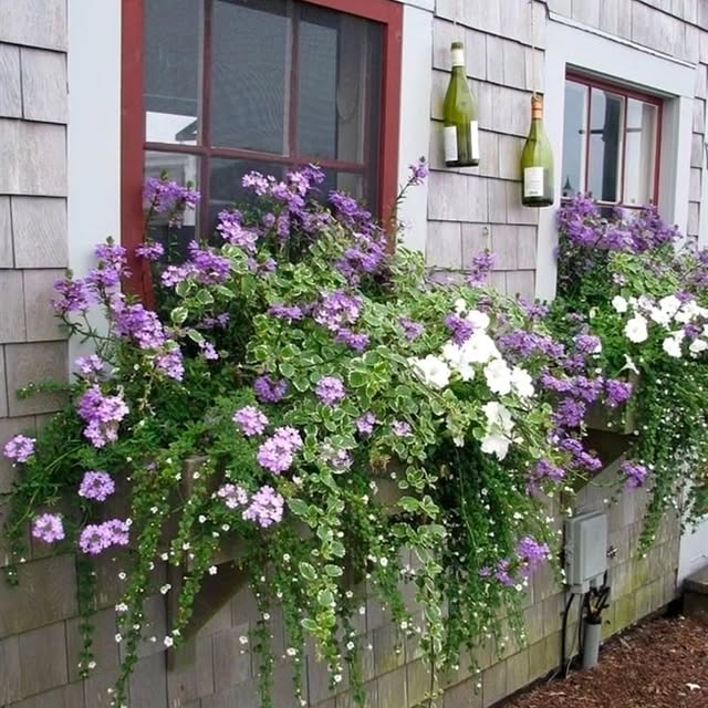 Post by gardening.paeet