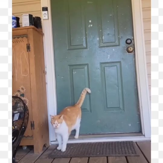 Post by meowcatsscorner