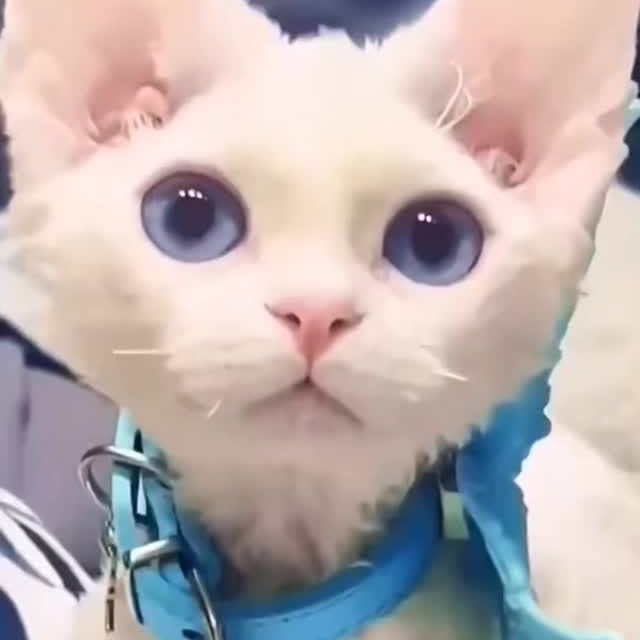 Post by cat.memes.hub