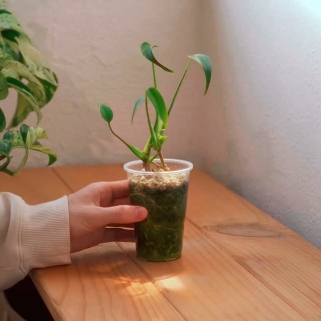 Post by aureumbotanicals