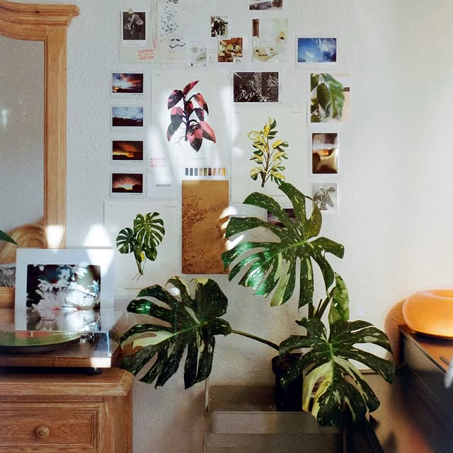 Post by aureumbotanicals