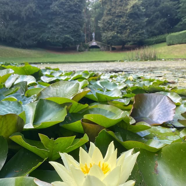 Post by roushamgardens