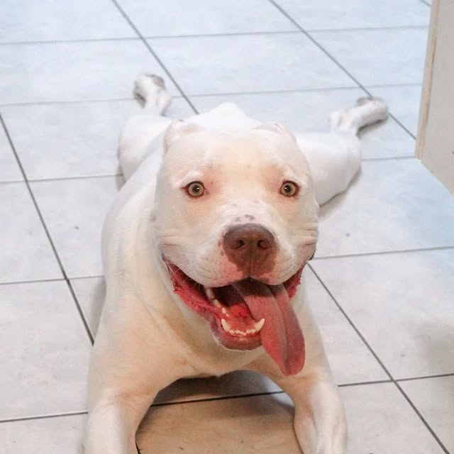 Post by pitbull_addict_