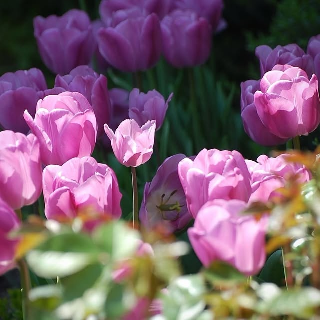 Post by _garden_plan