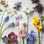 bohemiandecor's profile picture