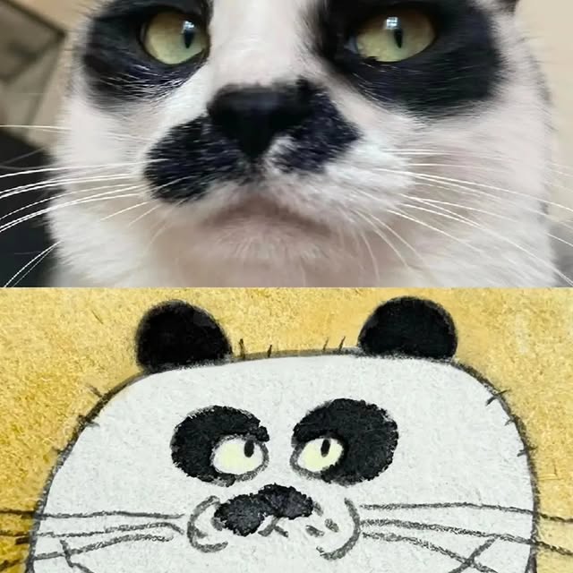 Post by meowees6