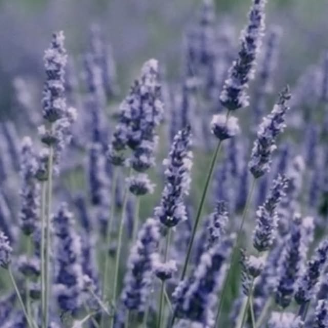 Post by jalancerita.jepang