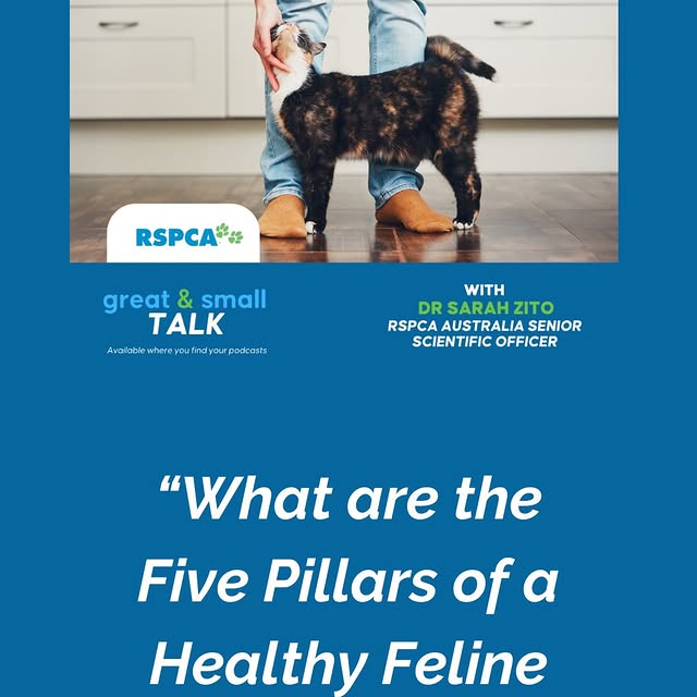 Post by rspcaaustralia