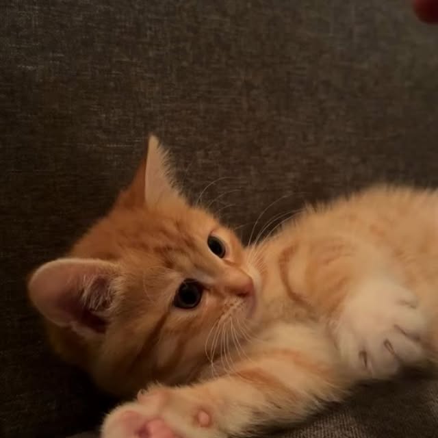 Post by houseofkittyss