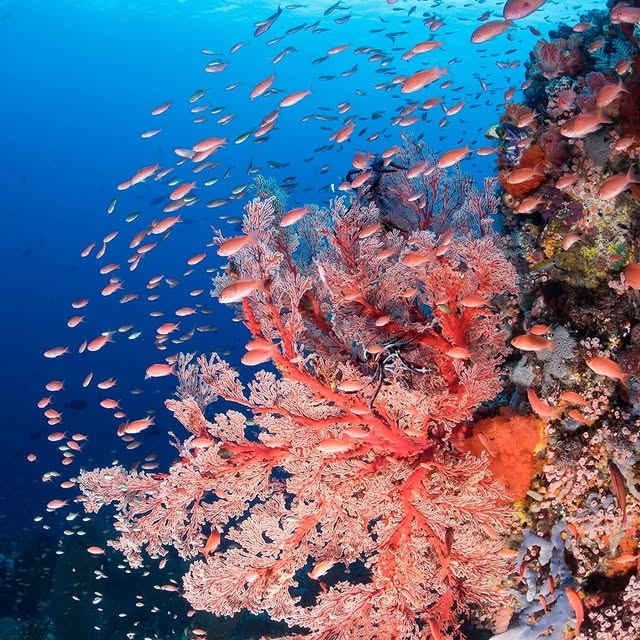 Post by mantarheidivecenter