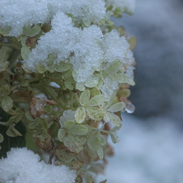 Post by tashas_garten