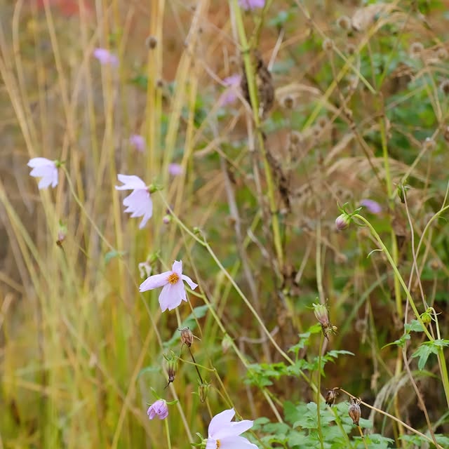 Post by arcadia_landscape_design