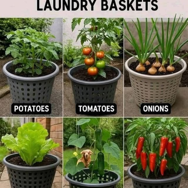 Post by jagnaturalsllc