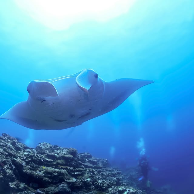 Post by yudai.hoshino.ishigakijima