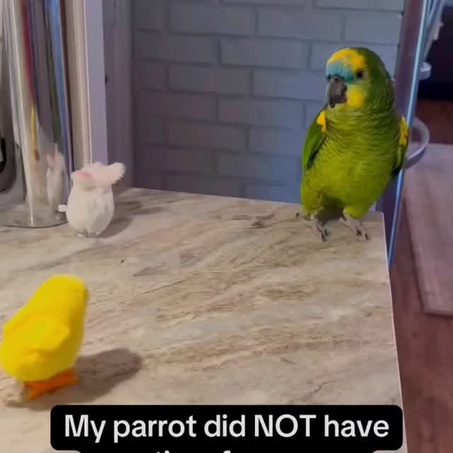 Post by cat.memes.hub