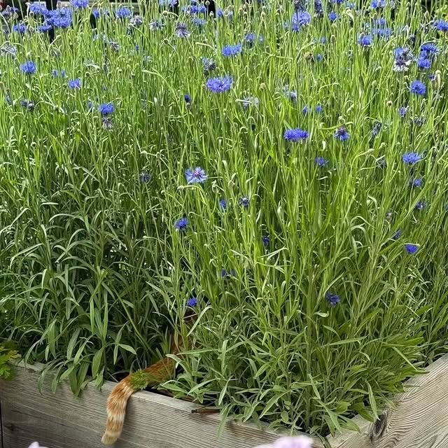 Post by gardenaddicts