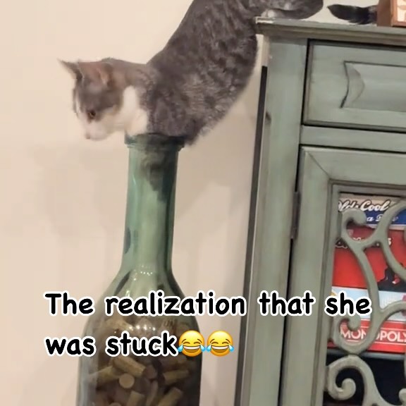 Post by cute.cat.inst