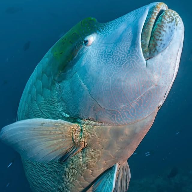 Post by divingmaldive