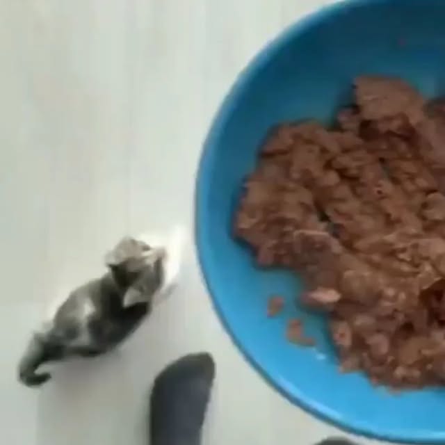 Post by bestcatsfans