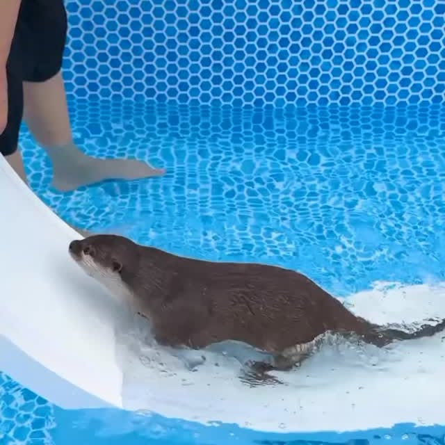 Post by ottershub