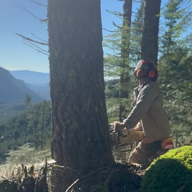 Post by thulinetimberco