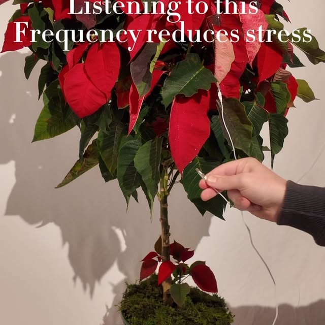 Post by tannertheplanter