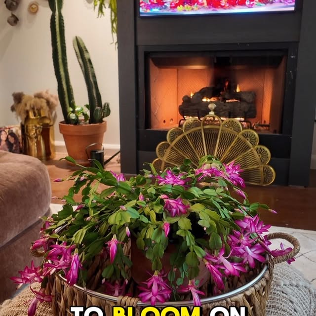 Post by tannertheplanter