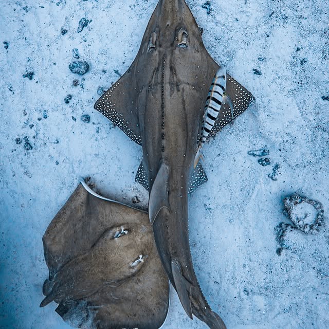 Post by akky_underwater