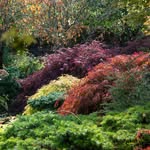 Wildside - a garden of dreams and memories's profile picture