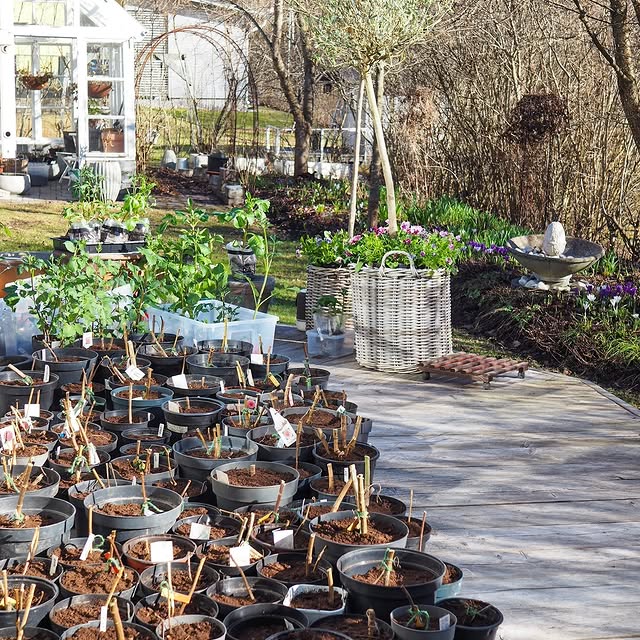 Post by villapelargonia