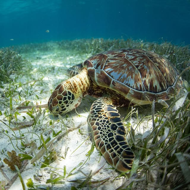 Post by grandafricasafaris