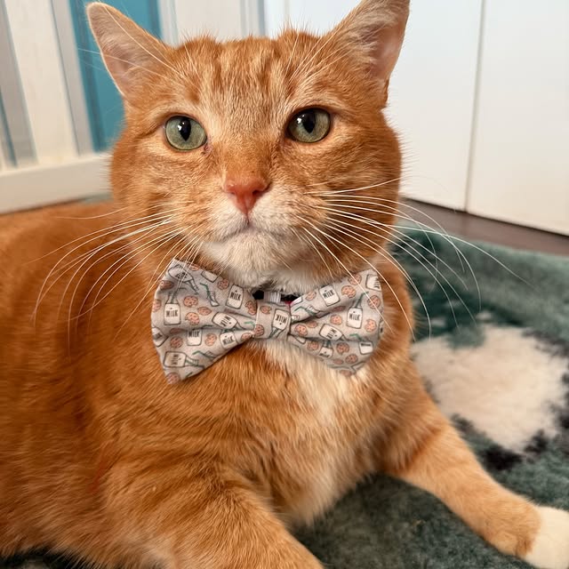 Post by a_ginger_cat_named_rascal