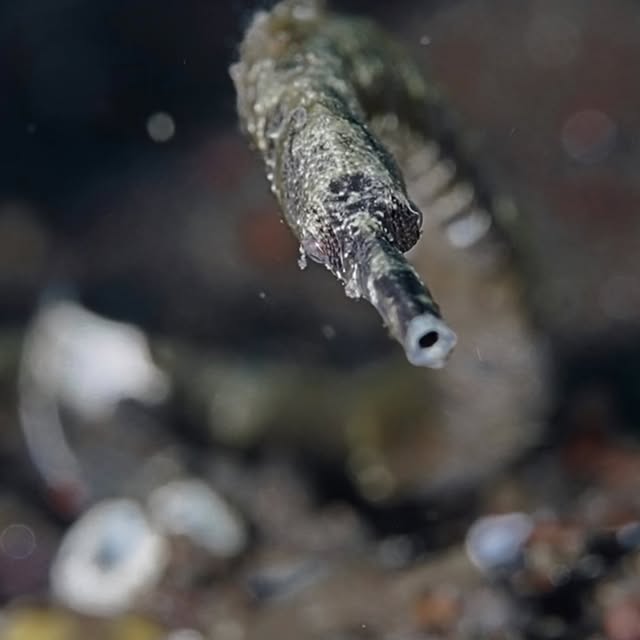 Post by uw.ocean.visuals