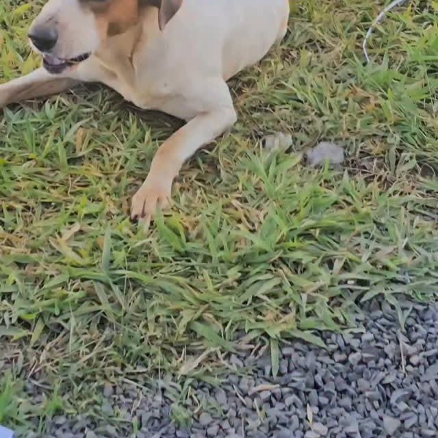 Post by zecadoagro