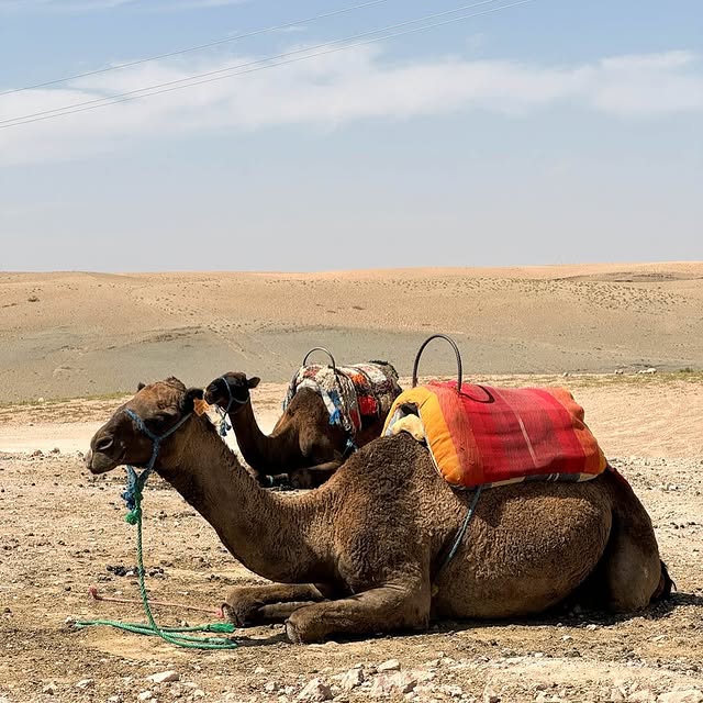 Post by artisansofleisure