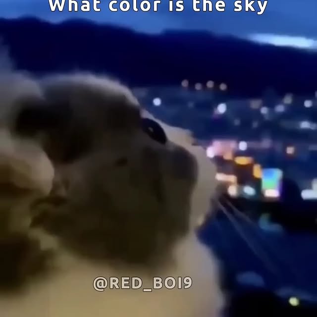 Post by bestcatsfans