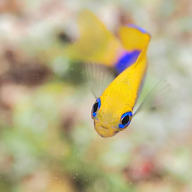 Post by yudai.hoshino.ishigakijima