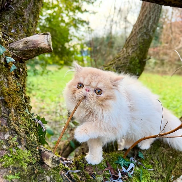 Post by luce.the.persian.cat