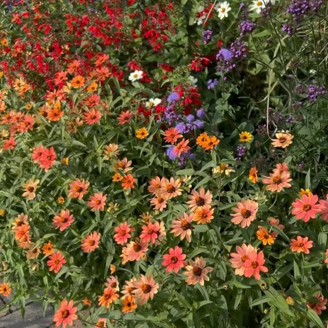 Post by rosannacastrinigardens