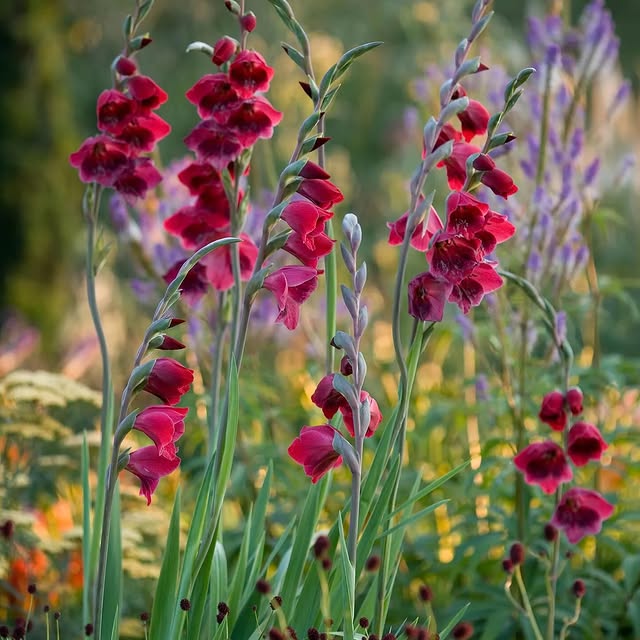 Post by jothompsongarden