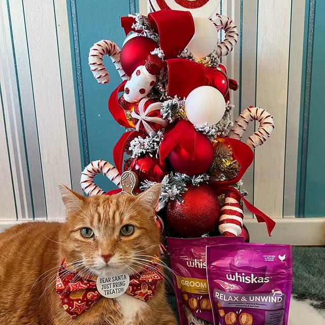 Post by a_ginger_cat_named_rascal