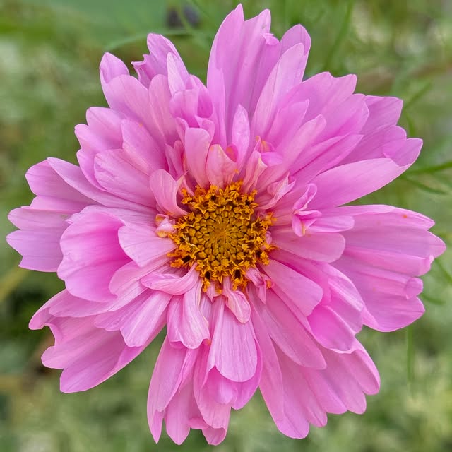 Post by fishtailcottage