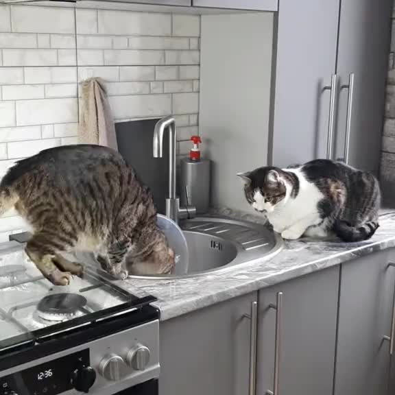 Post by animals_humor_ua